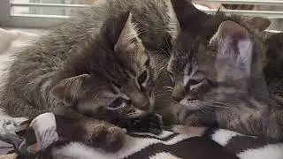 SPOT 127 Bootcamp: Arizona Humane Society - Matt Romanelli Reporting