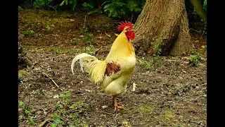Can a rooster not crow and wake up the neighbors when there are laying hens nearby?