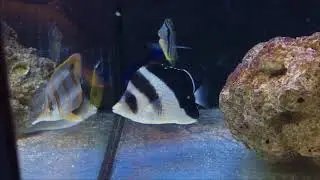 Chaetodon burgessi