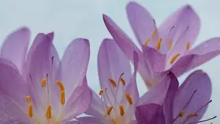 Top 5 Reasons to Grow Colchicum: Add a Burst of Color to Your Autumn Garden