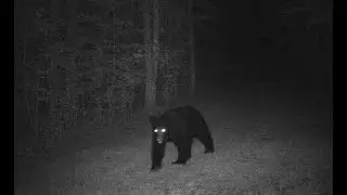 Arcotophobia images with unsettling music (fear of bears)