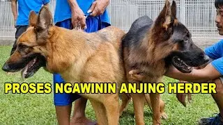 PROSES NGAWININ ANJING HERDER