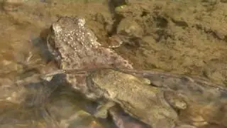 Toads of Todmorden