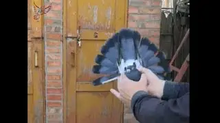 Голуби. Вадим Афанасьев. Таганрог.