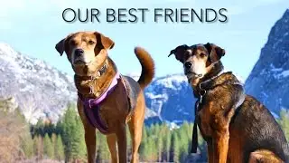 Meet Our Full Time RV Travel Dogs Roni + Chase 🐾