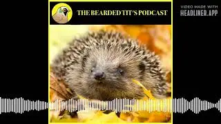 Jack Does Hedgehog Rescue ft Janet Peto & Sally Key #118
