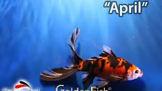 GoldenFish by Blackwater Creek - April