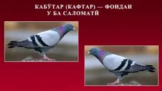 Канзи Шифо  -  Гов, Кабӯтар (Кафтар), Калла