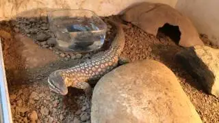 varanus acanthurus acanthurus feeding