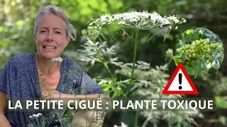 La petite cigüe - plante toxique !
