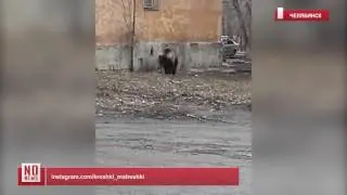 По Челябинску гуляет медведь