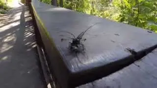 Bugzilla Attacks!