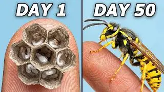 I Hatched 1,000 Wasps...(in my bedroom)