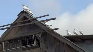 посадка  Будапештских высоколётных голубей 02 01 2023г