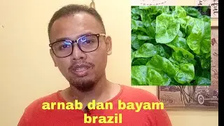 boleh ke arnab makan bayam brazil