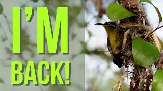 Season 2024: vlog #28 - Sunbird | National Geographic Home Edition Season 2