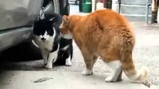 Mluvící kočky (CZ SUB) pokračování
