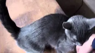 Jinx The Skinny Cat Rescue