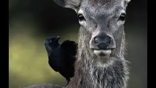 Man & Beast : The deer of Richmond Park