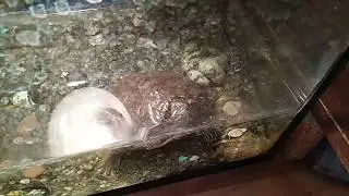 Моя черепаха