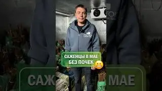 😱Саженцы в мае и июне БЕЗ ПОЧЕК?! ПОЧЕМУ так ? 