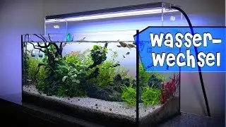 Aquariumpflege & Wasserwechsel detailliert am Guppy Becken | Pflegen & Reinigen | Aqua Update