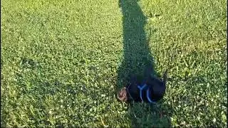 Popeye2 Video4 #rescuedog #tierschutz #hund