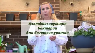 Азотфиксирующие бактерии для богатого урожая