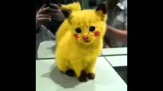 Pokemons réelle