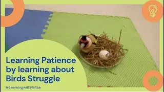 Learning Patience by learning about Birds Struggle #learningwithnafisa