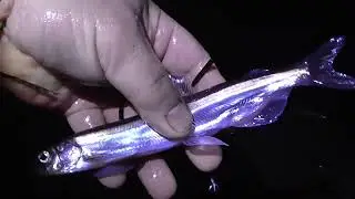 Ночной нерест мойвы, апрель 2023г.