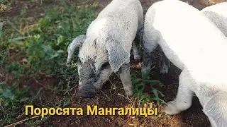Чистопородные поросята породы Венгерская Мангалица и их родители (для Авито)