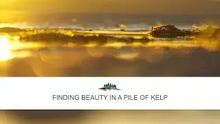 Finding Beauty in a Pile of Kelp