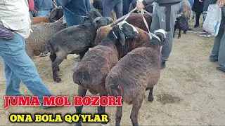 JONDOR DALMUNDAGI JUMA MOL BOZORI ONA BOLA QOʻYLAR 14.10.2022