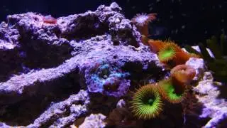 Mushrooms and palythoya timelapse