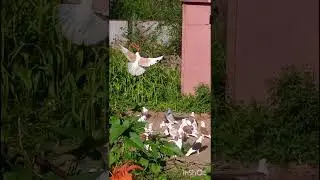 Голуби Ломова  гон после моря