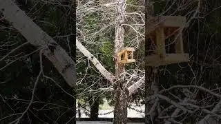 Весна!!! Сирийский дятел и обыкновенная зеленушка! 