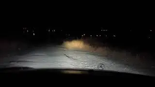 Бесстрашный заяц в ночи