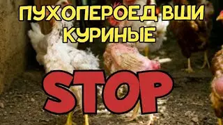 Как вывести пухопероеда и вшей у кур/ ЧЕГО НЕ НУЖНО ДЕЛАТЬ