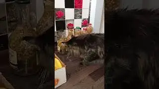#котохаус