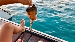 How to Get a Conch Out of It's Shell
