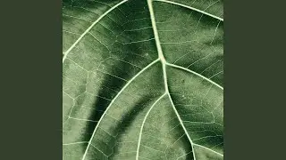 Озын толымлы гузэлгэ