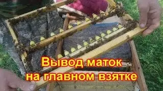 Вывод маток в лежаке на главном взятке