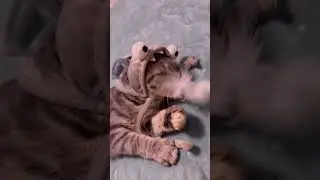 #забавныеживотные