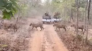 Unreal Sight | Six Tiger