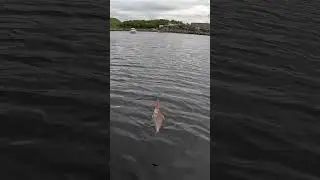 Камбала ЕРШ Flounder ERSH