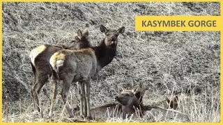 Ущелье Касымбек