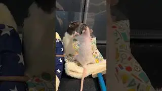 if rats had sound effects