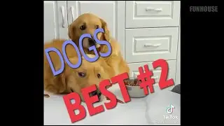 #Dogs # Собаки #Shorts #Funhouse off #Фанхаус офф