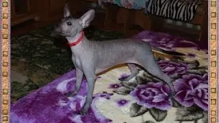 Мексиканская голая собака - Xoloitzcuintle